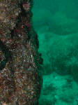 wa-kasiwa1-6.gif