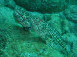 wa-kasiwa1-7.gif