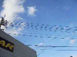 xmas1-6.gif
