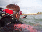 ooare1-5.gif