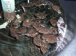 senta-1-8.gif
