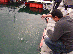senta-1-1-4.gif