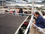 senta-1-1-6.gif