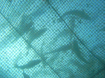 tai-1.gif