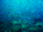 563b6ce0.gif