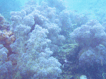 13niti1-3.gif