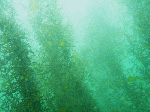 mogurihajime1-3.gif