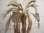 201002-1.gif
