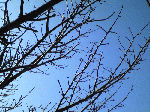 201002232.gif