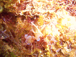 adv-b4.gif