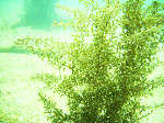 adv-d6.gif