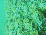 tatuku-1-11.gif