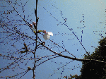 sakura1-1.gif