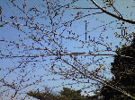 sakura1-2.gif