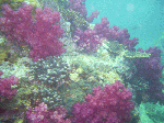 kasiwajimaasd1-2.gif