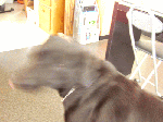 montak-1-1.gif