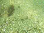 kamera-n002.gif