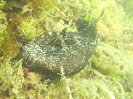 kamera-n003.gif