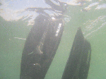 kamera-n004.gif