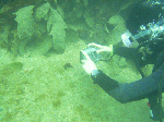 tsuyu-002.gif