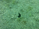 tsuyu-007.gif