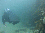 kamera005.gif