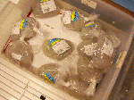 sunokawasd005.gif