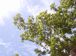 murote1-6.gif