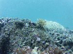 530-s001.gif