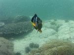 530-s002.gif