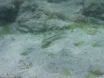 530-s003.gif