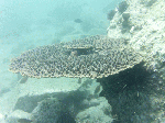 530-s005.gif