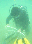 d71393e8.gif