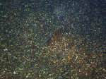 naito002.gif