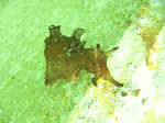 asd2-001.gif