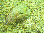 asd2-002.gif