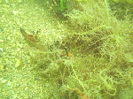 asd2-003.gif