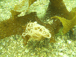 asd2-004.gif