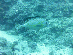 de7a772a.gif