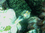 6-27092.gif