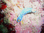taorosi-001.gif