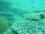 taorosi-002.gif