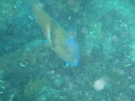 taob005.gif