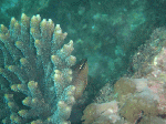 taob006.gif