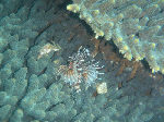 taob008.gif