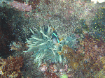 taob0091.gif