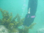 freed008.gif