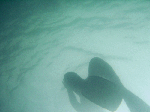freed009.gif
