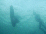 freed0091.gif