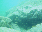 freed0095.gif
